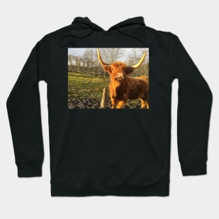 Scottish Highland Cattle Cow 2152 Hoodie